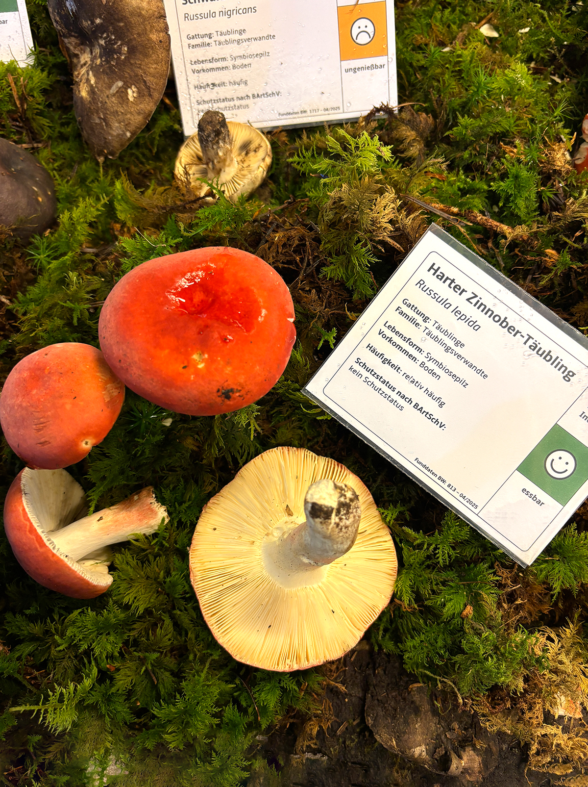 HarterZinnoberTäubling