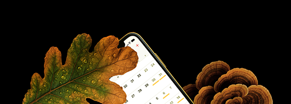 Kalender