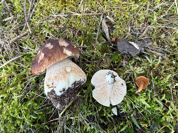 SteinpilzMehlräslingPfefferröhrling