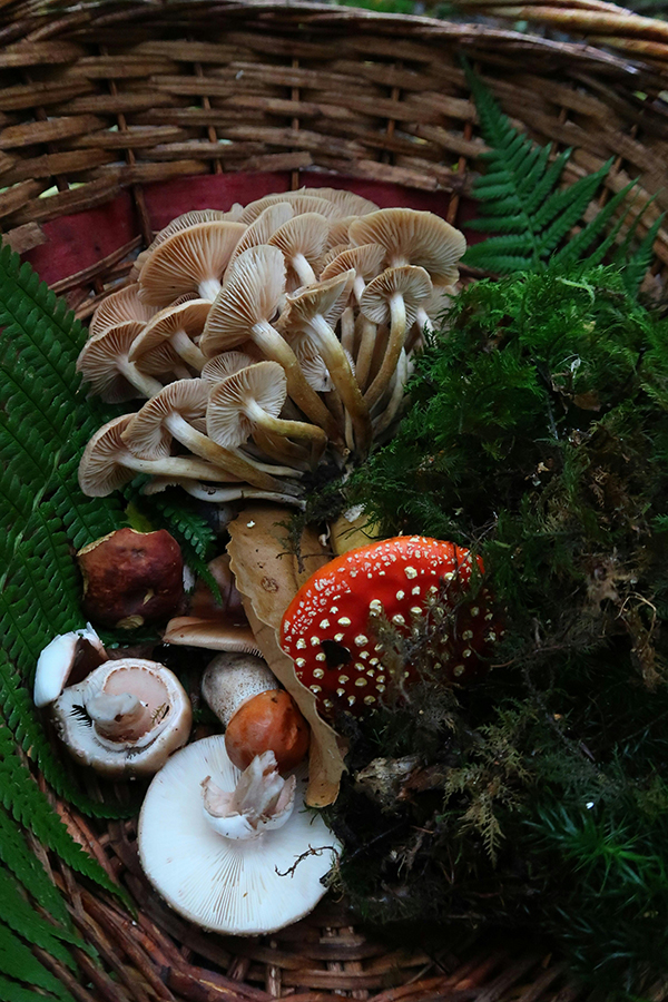 pexels-lora-rikky-247863707-18331819